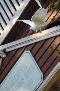 Shire sharpens ban bid