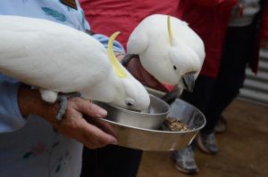 Cocky crisis