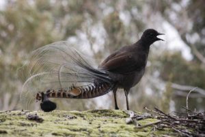 Bird study group hailed