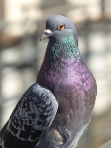 Birds in the gun
