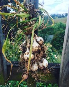 Garlic crime stinks