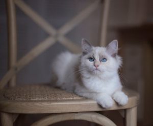 Plan for pet protection