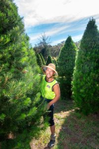 A tree-mendous Christmas