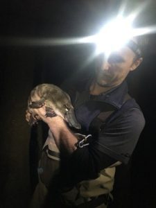 Protecting our platypus