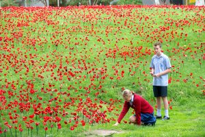 Thousands of poppies, row on row
