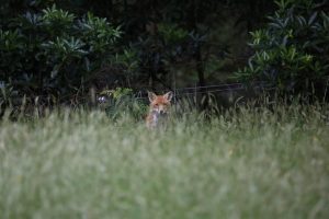 Fox baits to be placed across the Dandenong Ranges National Park