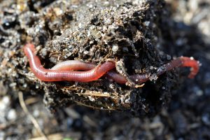 Cash back on compost