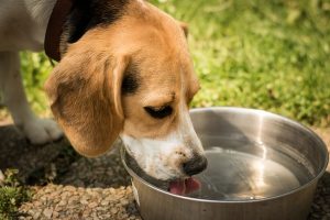 Pet sale shake-up