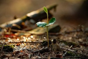Grants up for grabs