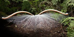Dawn survey keeps tabs on our lyrebirds