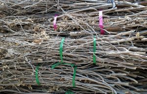Bundle those branches, because collections are coming up