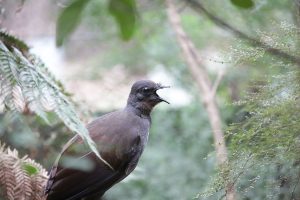 The secret life of female lyrebirds