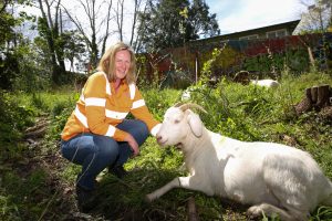 We kid you not: Goats are being used to clean up the weeds around Belgrave station