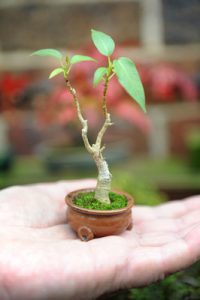 The bewitching bonsai tree