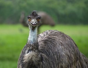 We’ve been tracking the escaped Cardinia Reservoir Emu