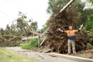 Trees down following wild winds