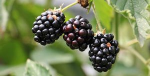 Blackberry warning