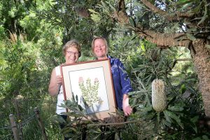 Australian plants revealed