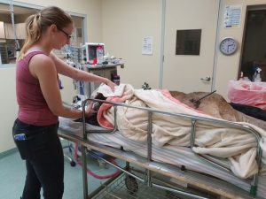 Kangaroo shot with arrow in Lysterfield Park