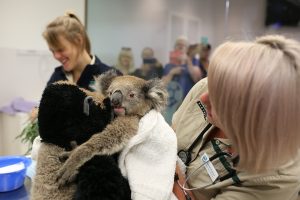 Sanctuary for koalas