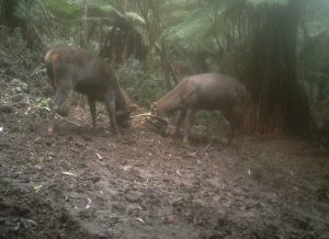 Deer danger in Dandenongs