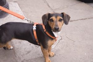 Pet rego renewal coming up