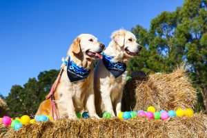 Canine capers