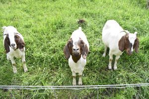 Goats on the move