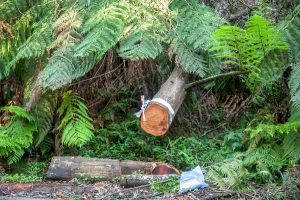 Tree fall fatalities