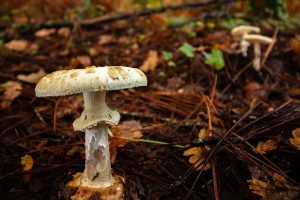Deadly mushrooms spark Melbourne health warning