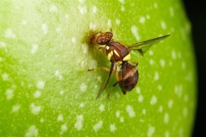 Fruit pest detected in Silvan