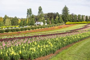 Virus forces Tesselaar KaBloom cancellation
