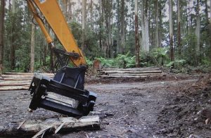 Expert warns of local logging influence on fire severity