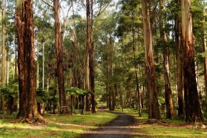 One step closer for RidgeWalk