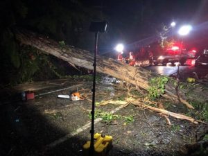 Two killed by falling trees in Yarra Ranges