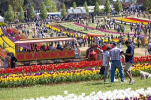 Tesselaar Tulip Festival cancelled