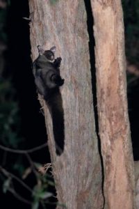 Keeping a closer eye on wildlife