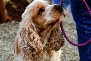 Pooch lovers to lap up new dog park