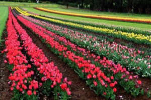 Lonely tulips still bring joy