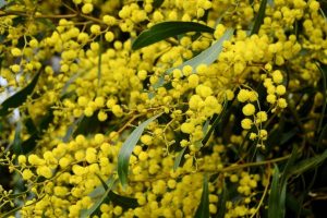 Celebrating National Wattle Day