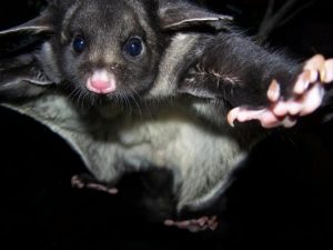 Mickey the yellow-bellied glider