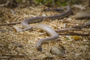 Snakes slither into spring