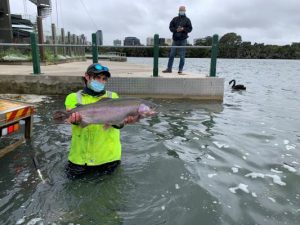 Stonker rainbows released for family fun