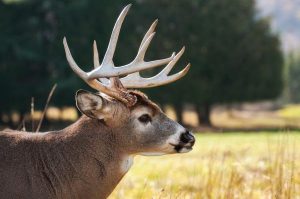 Deer plan ‘dashes hopes’