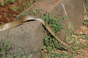 Snakes back on the move