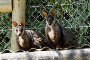 Brush-tailed rock wallabies call Mt Evelyn home