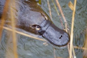 Platypus killed in suspected dog attack