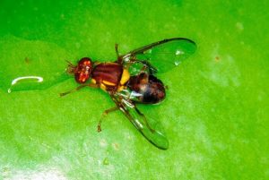 Fruit pest returns