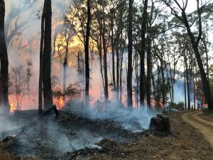 Right conditions for Wright Forest burn