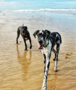 An epic ‘tail’ – great danes’ find forever home
